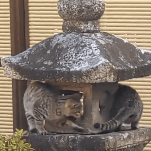 しっぽが気になるニャ！（住職提供）