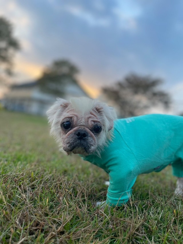 保護から始まった“第2の暮らし”…「幸せになってほしい」（アニマルシェッド加納さん提供、Instagramよりキャプチャ撮影）