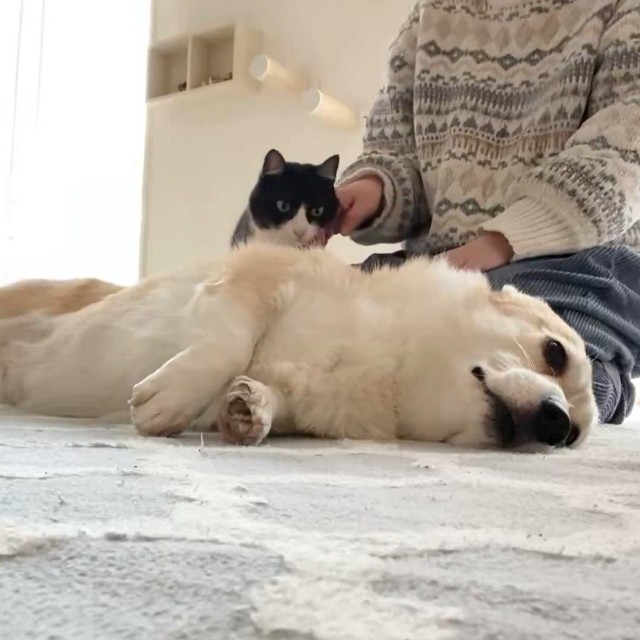 見えてないはずなのに…！？（※動画よりキャプチャ、画像提供：ばなななさん）