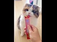 「乗らないお手」達成！ おやつをもらうこむぎちゃん（画像提供：夫と猫。嫁による観察日記さん）