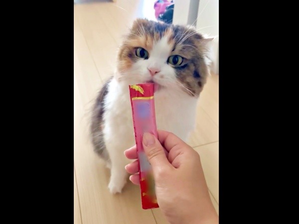 「乗らないお手」達成！ おやつをもらうこむぎちゃん（画像提供：夫と猫。嫁による観察日記さん）