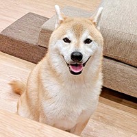笑顔の裏で何が！？ 爆笑を誘った福助くん（画像提供：いぬのふくすけ（ハンサム）さん）