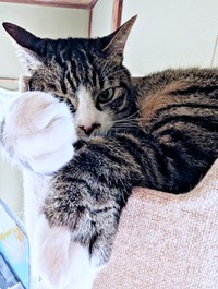 ケンカが強いひゅうちゃん。立派なこぶしがかっこいい（画像提供：ふみさん）