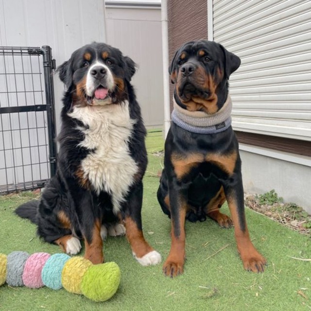 お庭でツーショット！ セドリックくん（右）、タイカンくん（左）（画像提供：セドリック タイカンさん）