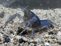 現在も元気な〝青い”アメリカザリガニ　柏雄介さん捕獲　提供：人と科学の未来館サイピア　