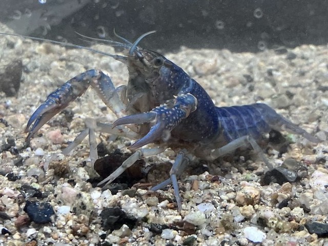 現在も元気な〝青い”アメリカザリガニ　柏雄介さん捕獲　提供：人と科学の未来館サイピア　