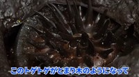 中にはトゲトゲが見えます。