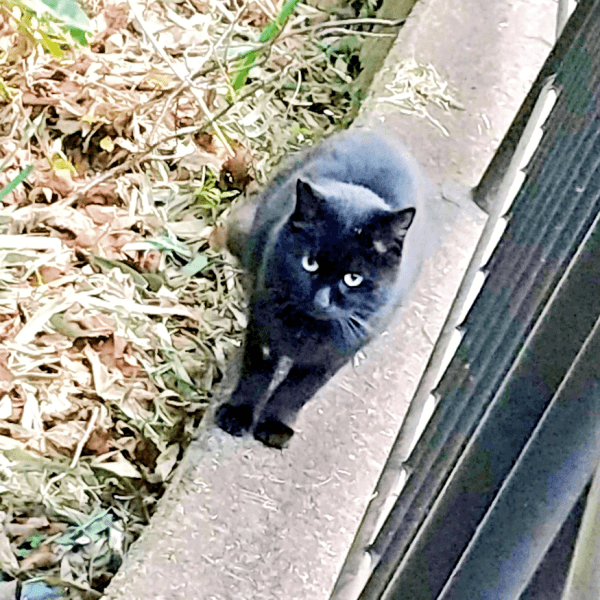 公園で飼い主さんを待つようになったみいたろうくん（画像提供：くろねこ みいたろうさん）