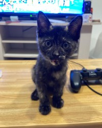 遊んでアピール＝nyan.sssさん提供