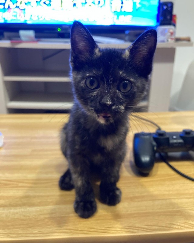 遊んでアピール＝nyan.sssさん提供