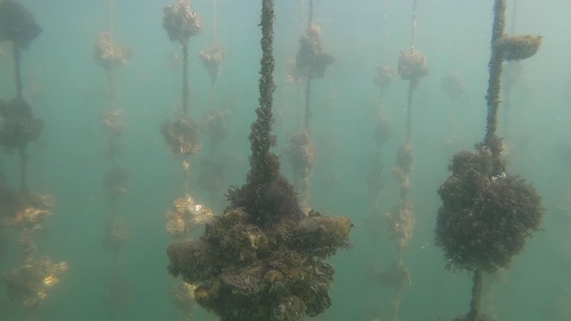 香川県さぬき市でも養殖カキが大量死　8～9割死滅は50年で初…松本水産「このままではひどいことになる」