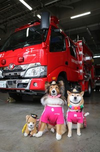 制帽をかぶった２代目消防団犬のアンコ（右）とルナ（中央）。初代ココのぬいぐるみも寄り添う＝京都市下京区・下京消防署
