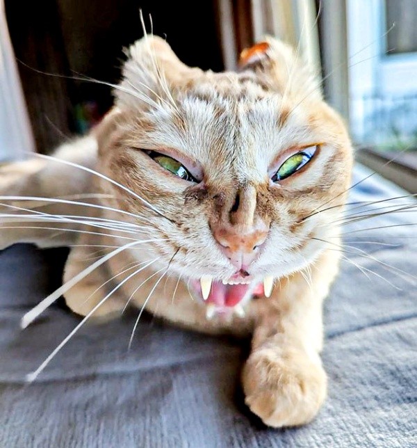 一体なぜこんなお顔に！？  ホラーな表情になったぷりんちゃん（画像提供：ぷりんちゃん𝕏さん）