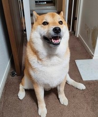 ▷shampoo_3（キャプション）「お散歩行って、ご飯食べて、本日のタスク完了の笑顔」というひと言とともにポストされていた写真（画像提供：lovelove_taroさん）