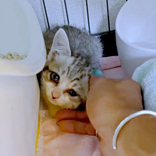 保護後、怯えながらもご飯を食べてくれたあめちゃん（画像提供：まつしょーとあめちゃん）