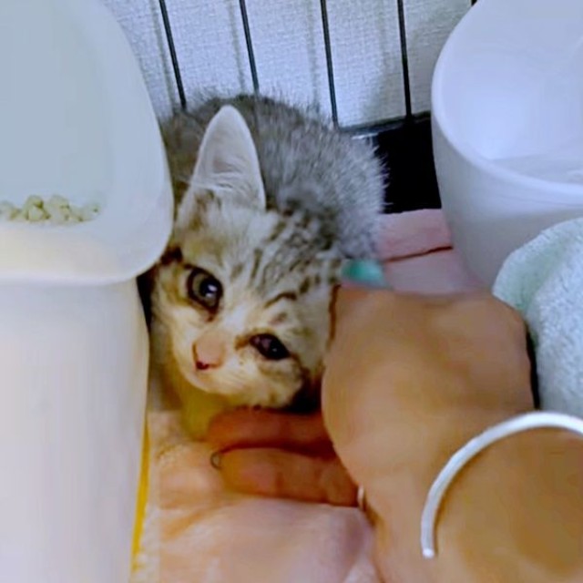 保護後、怯えながらもご飯を食べてくれたあめちゃん（画像提供：まつしょーとあめちゃん）