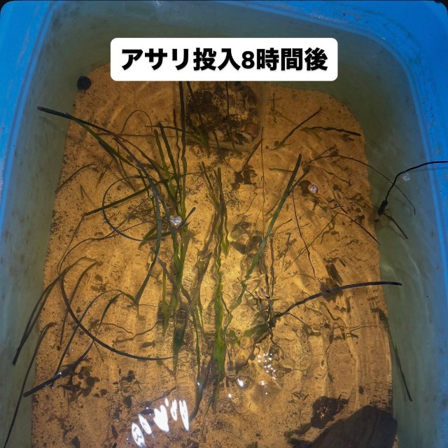 こんなに濁っていた水槽が…（山野草さん提供）