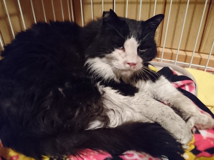 保護当初、汚れて衰弱していた（2月）