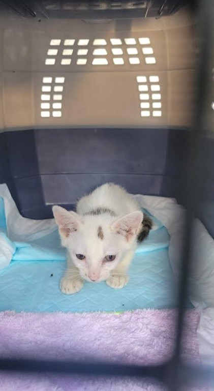 猫白血病ウイルス感染症であることが分かった日から、免疫力を高めるサプリを与えた