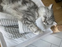 しっかり枕を抱きしめて寝るこゆきちゃん=＝ぽてこゆこめ@かに(@potechi_nikki)さん提供