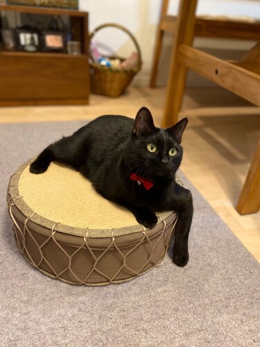 「おうち暮らしって案外いいわね」（雅子さん提供）