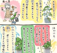 キュウリが元気になるといいなあ（おべちさん提供）