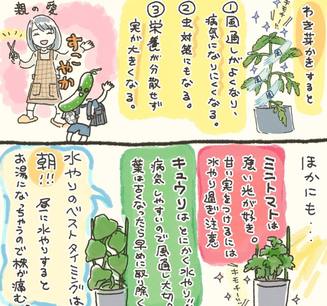 キュウリが元気になるといいなあ（おべちさん提供）