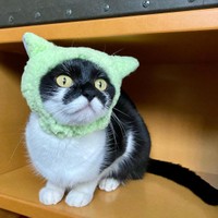 どう？似合う？