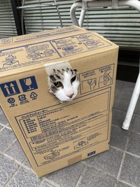 過去にも猫さんの投稿でバズった経験も（徳澤泰明さん提供）