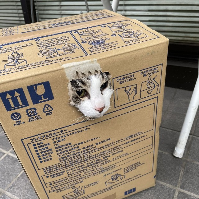 過去にも猫さんの投稿でバズった経験も（徳澤泰明さん提供）