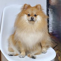 椅子にちょこんと座る、貫禄あふれるもんたくん（画像提供：もんたさん）