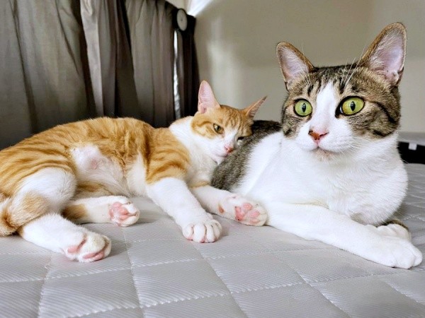 テトくんのことが大好きな月ちゃん（画像提供：たちつてとさん）