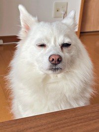 しおしお顔がかわいいスノちゃん（画像提供：いのさん）