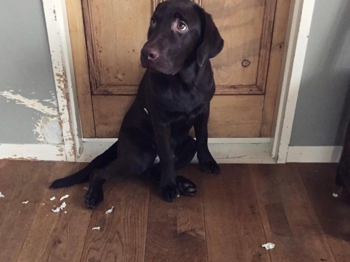 ついに壁まで！？お味はいかが？