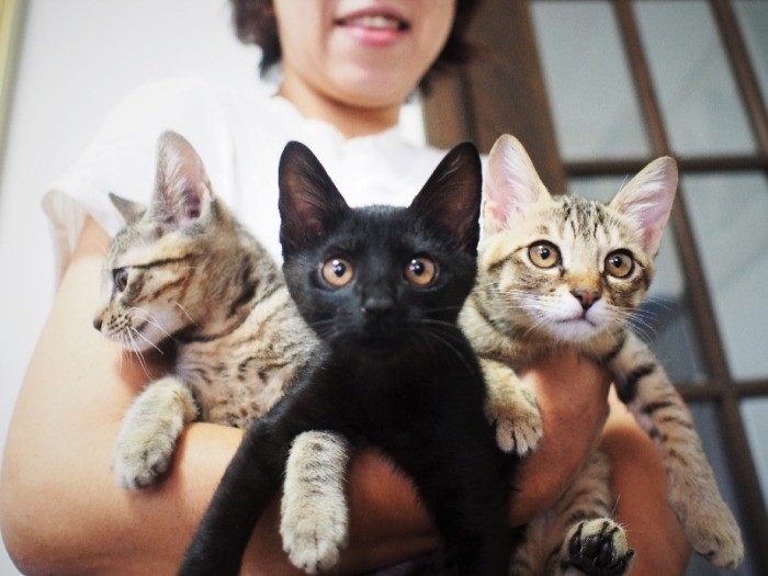 (左から)つくし、なずな、よもぎ