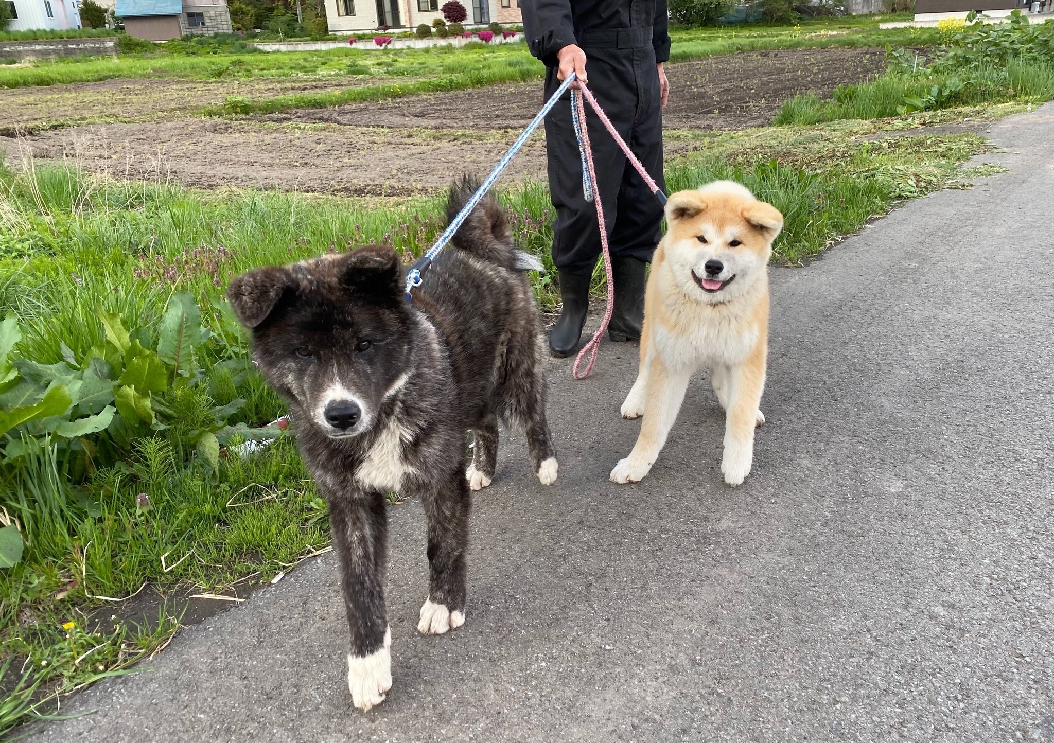 生後3カ月で18キロの秋田犬が「デカかわいい」と話題 どこまで大きく