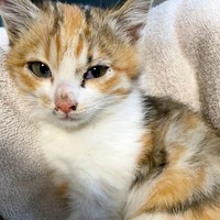 保護当時、ケガをして震えていたハナちゃん（画像提供：４匹の猫のママさん）