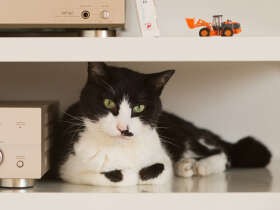 猫「ぽんた」が寄って来なくなるのがつらい　家での給餌をやめた（38）