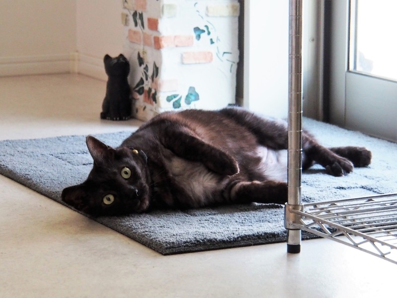 休日の待合室の入り口で寝そべる小哲