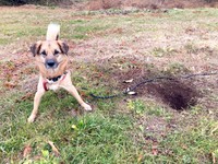 穴掘り名人・よちゃんvs埋めるの飼い主さん（画像提供：よちゃんのよはよいおいぬのよさん）