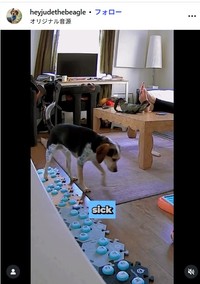 ミシェル・マロッタさんのインスタグラム@heyjudethebeagleより