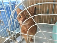 飼い主が滋賀県動物保護管理センターに直接持ち込んだ17歳のアビシニアン（提供写真）