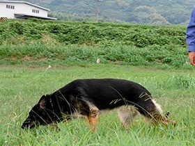 「警察犬」増える出動　多くは行方不明者の捜索！
