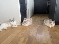 サンコイチだったり（「エマルカトワニコ^._.^ラグドール」さん提供）