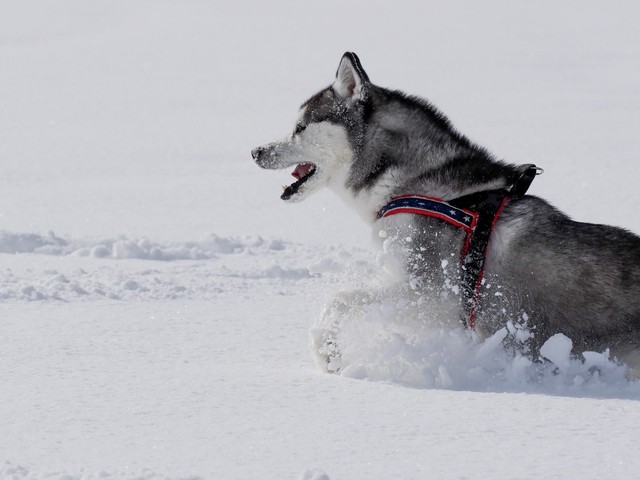 横顔が凛々しく雪がよく似合うムイくん（提供：ムイさん）