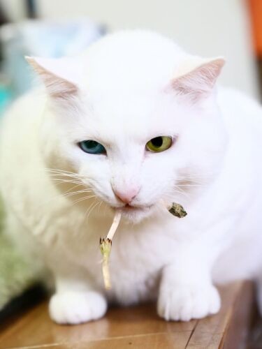 つくしっておいしいにゃ