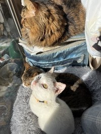 マシュくん自身は先住猫からの威嚇が聞こえないので、特に気にしていないそう