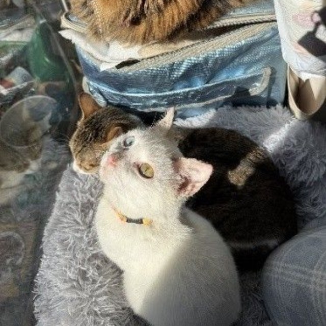 マシュくん自身は先住猫からの威嚇が聞こえないので、特に気にしていないそう