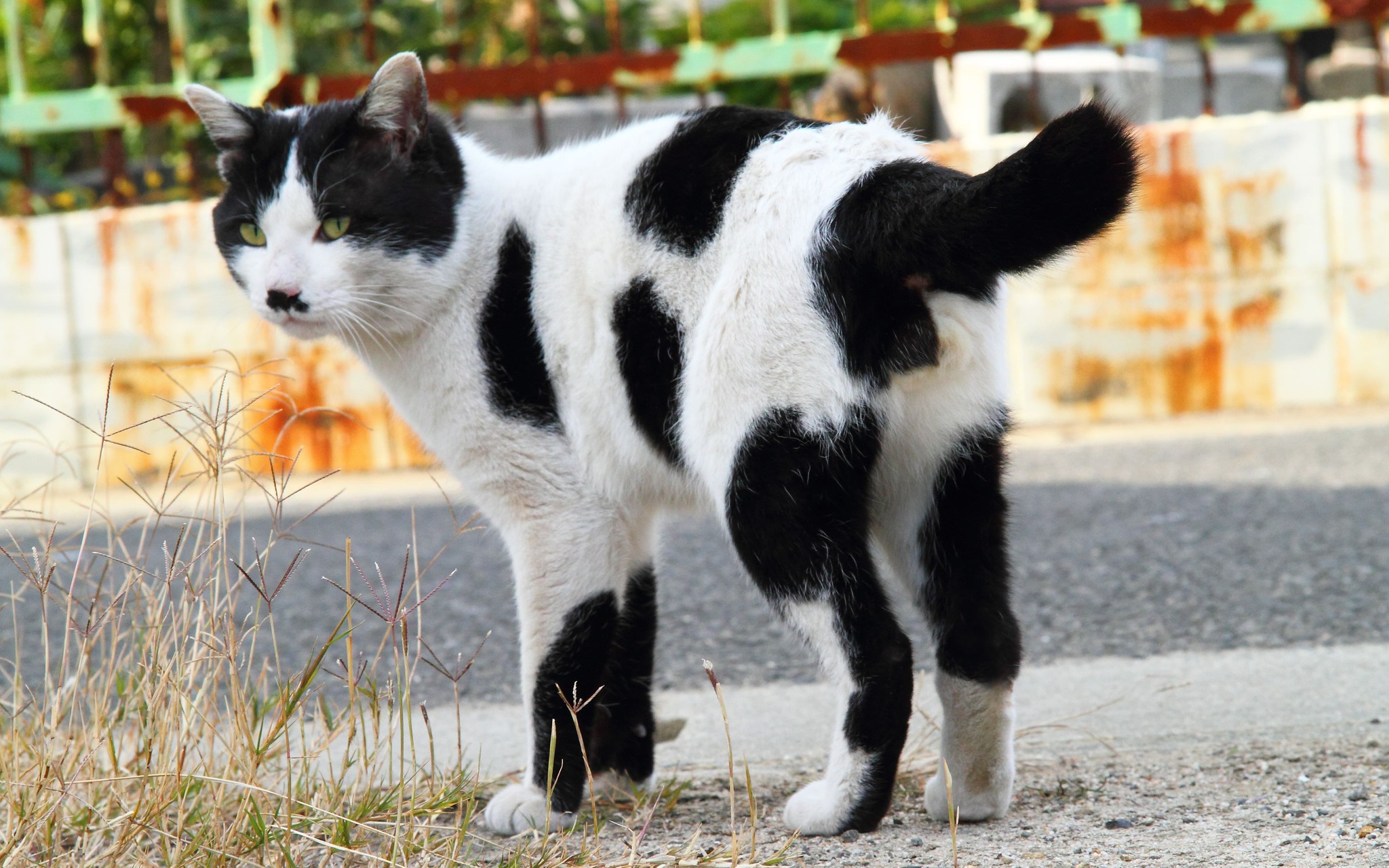 にゃんたま 楽天市場】送料無料 AND PACKABLE アンドパッカブル ネコ デザイン