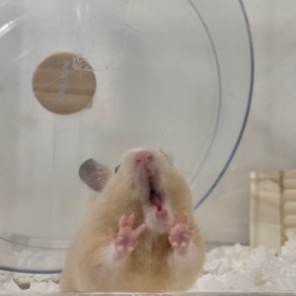 「部屋んぽアピールしてるナゲットくん」（提供：Chira/Taki (ちらたき)さん）